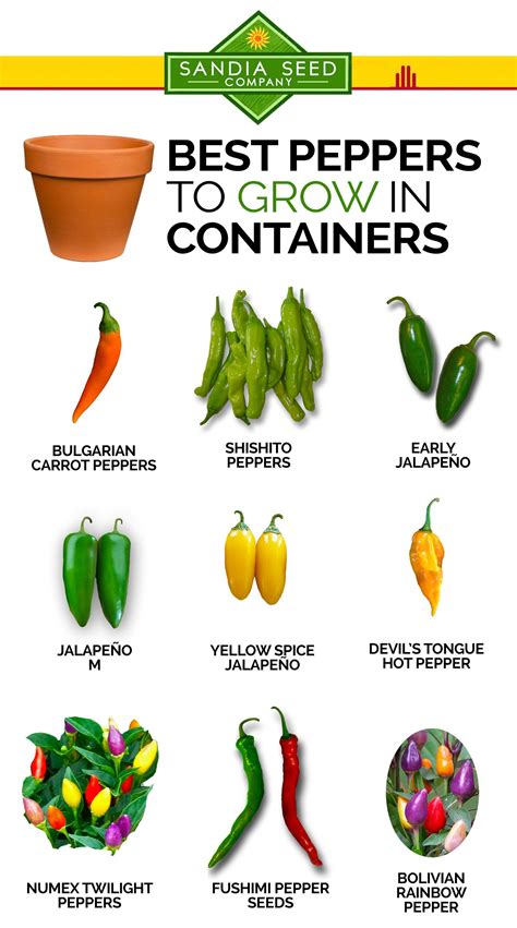 How To Grow Jalapeno Peppers In A Garden Pin On Gardening