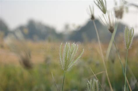 Nature Flower Color Beauty Bright Refreshing Stock Photo Image Of
