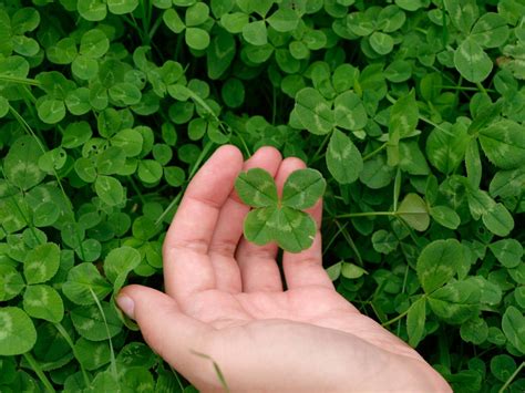 Four Leaf Clover Pictures Free Coloring Pages