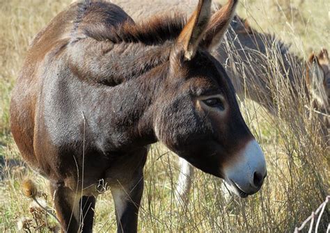 Equus Africanus Asinus Imágenes · Pixabay · Descarga Imágenes Gratis