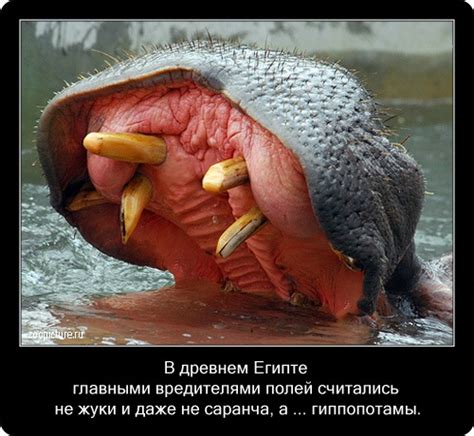 Интересные факты о животных - часть 2 - ZooPicture.ru