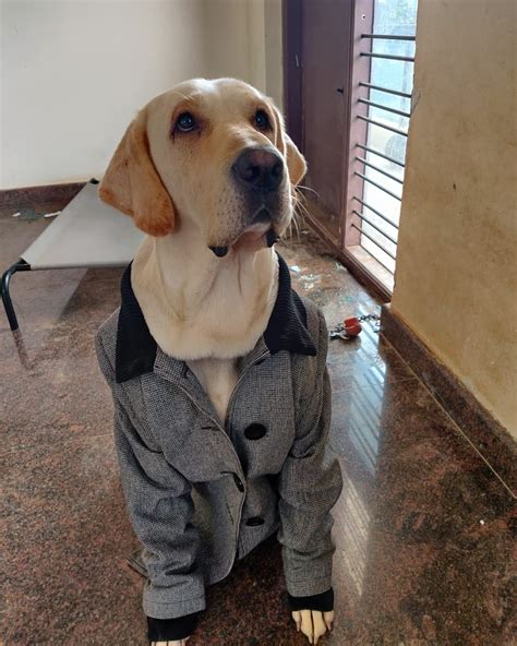 Psbattle Dog In A Suit Rphotoshopbattles