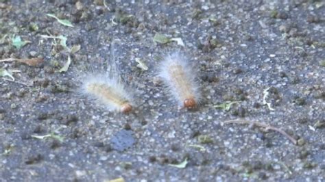 Webworms Crawling Down Trees Taking Over The Ground Across The Metro
