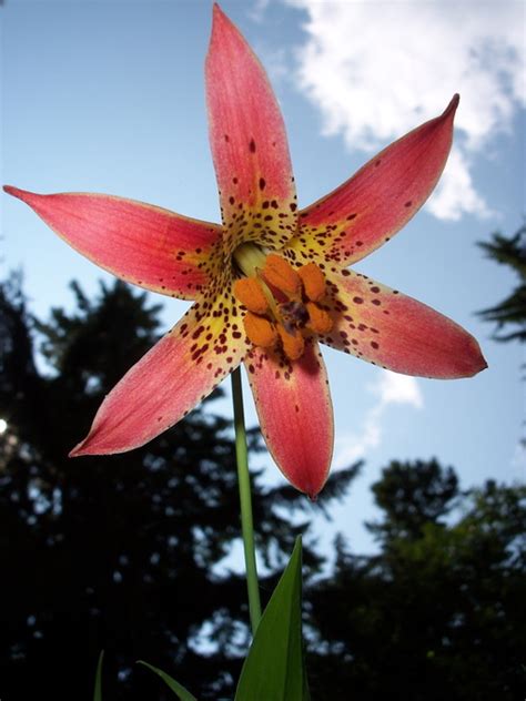 Calphotos Lilium Canadense Canada Lily