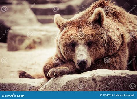 Brown Bear In A Funny Pose Stock Photo Image Of Endangered 37346518