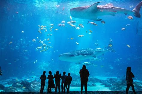 Das Atlanta Aquarium Discovery Networks