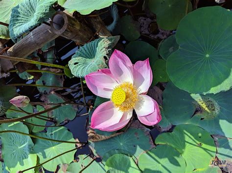 The Lotus Symbol In Vietnamese Culture I Tour Vietnam Travel Guides