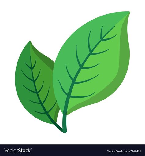 Two Green Leaves Cartoon Icon Vector Image On Vectorstock ในปี 2023