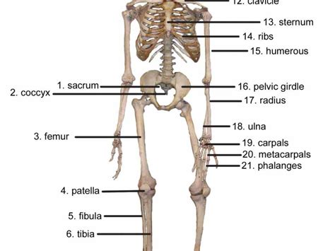 Skeleton Labeled Bones