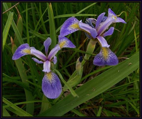 Wild Iris Wild Iris Flowers Wild