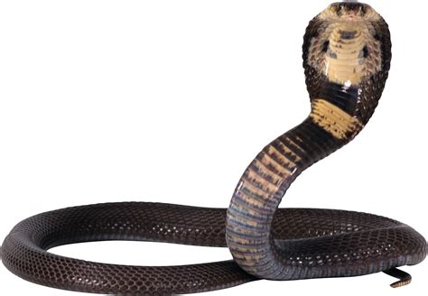 Collection Of Png Hd Snake Pluspng
