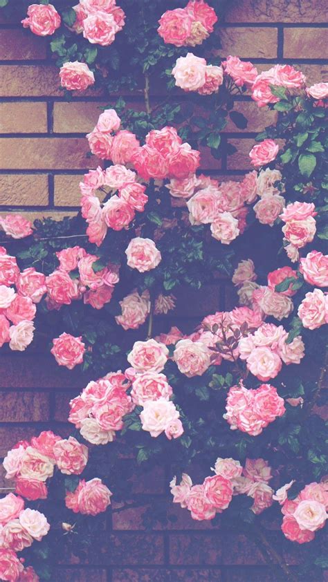 Free Download 88 Pink Rose Aesthetic Background Terbaru Hd