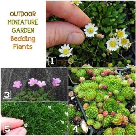 Learn How To Choose The Best Plants For Your Indoor Miniature Garden Fairy Garden Plants