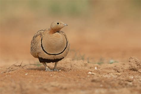 Black Bellied Sandgrouse Black Bellied Sandgrouse Pterocl Flickr