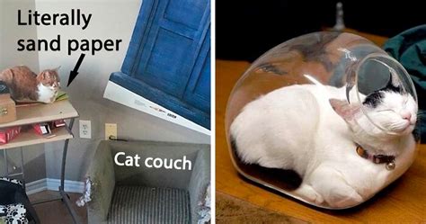 Funniest Examples Of Cat Beds And Cat Logic