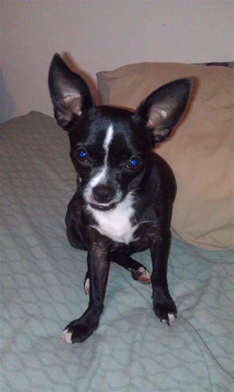 Meet Berry The Boston Terrier Chihuahua Mix Animals Boston Terrier