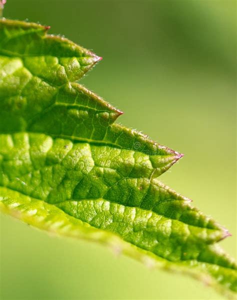 Green Leaf Of A Plant In Nature Stock Image Image Of Summer Closeup