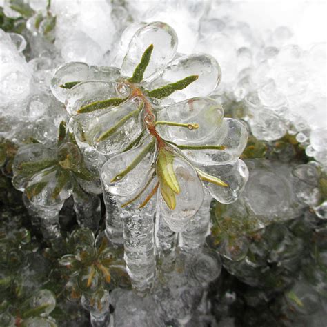 Antifreeze, any substance that lowers the freezing point of water, protecting a system from the ill effects of ice formation. File:Frozen Plant - Milwaukee, Wisconsin - 4 March 2012.jpg