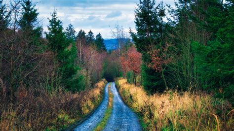 Road Between Trees Bushes Covered Forest With Landscape View Of