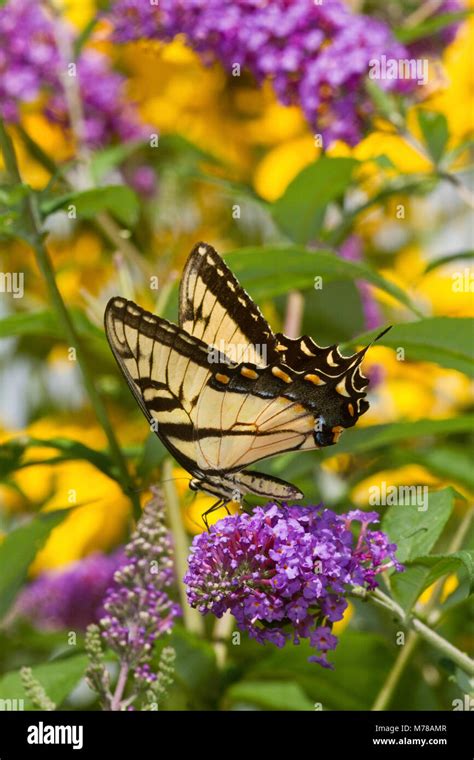 Eastern Tiger Swallowtail Butterfly Papilio Glaucus On