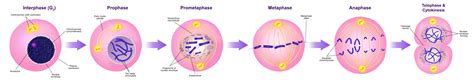 Stages Of Mitosis