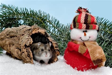 Christmas Hamster Stock Image Image Of Humour Snowman 6754635