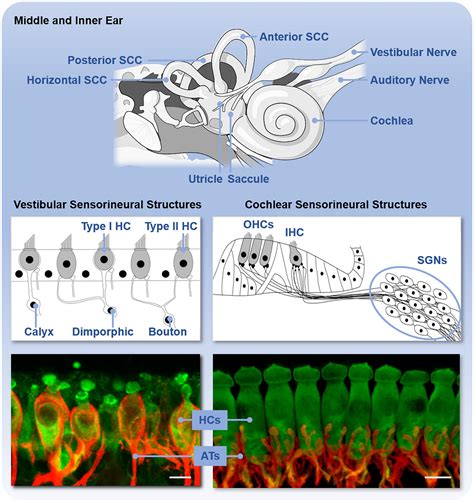 Frontiers Age Related Changes In The Cochlea And Vestibule Shared