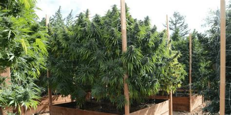 How To Trellis Cannabis Plants For Higher Yields Ilgm