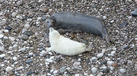 14 Day Old Seal Pup Giving Mother Kisses Youtube