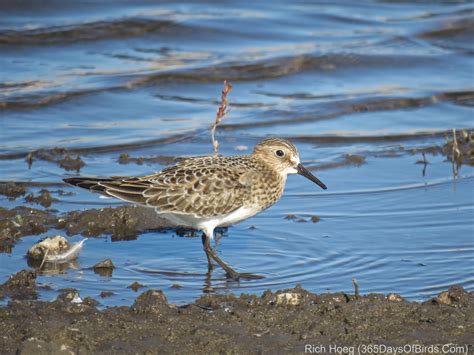 Shorebird Identification 365 Days Of Birds