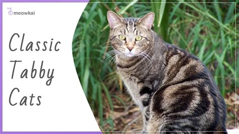 All The Types Of Tabby Cats You Need To Know About Meowkai