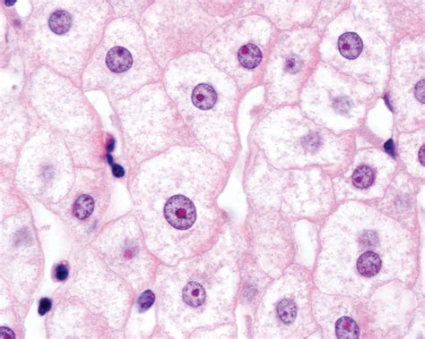 Eukaryotes house a distinct nucleus, a structure in which the genetic material (dna) is contained, surrounded by a membrane much like the outer cell membrane. These Organelles Have No Membranes | The Scientist Magazine®