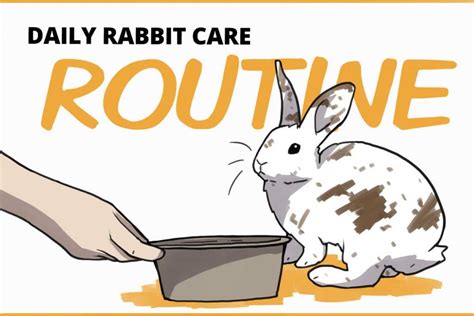 Rabbit Daily Care Routine