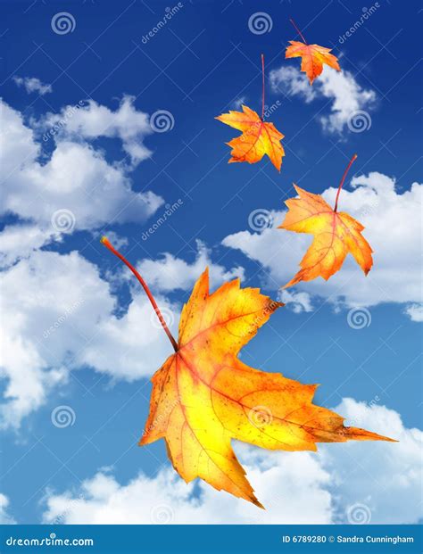 Maple Leaves Falling Against A Blue Sky Stock Photo Image Of Beauty