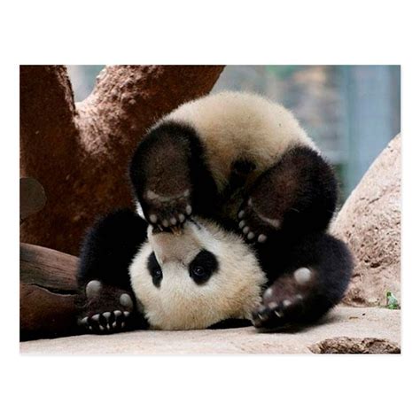 Baby Pandas Playing Baby Panda Cute Panda Postcard Babypandas Baby