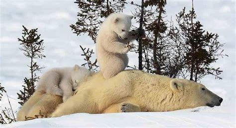 Polar Bear With Cubs Funny Ijsbeer Met Babys Ijsbeer
