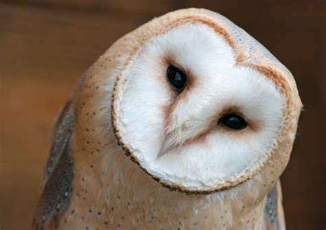 Owls Have Been Found Not To Suffer From Hearing Loss As They Get Older