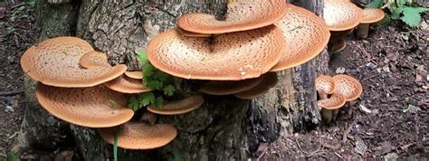 A Good Year For Dryads Saddle Best Bracket Fungus The Mushroom