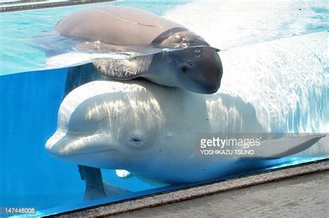 Baby Beluga Photos And Premium High Res Pictures Getty Images