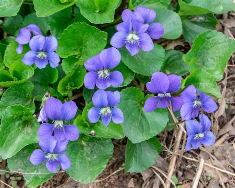 Violet Common Blue Viola Sororia Bowmans Hill Wildflower Preserve