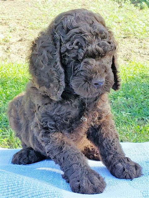 Meadow Lane Poodles - Puppies For Sale