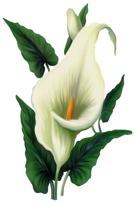 Clipart Png Fiore Di Giglio Bianco PNG All