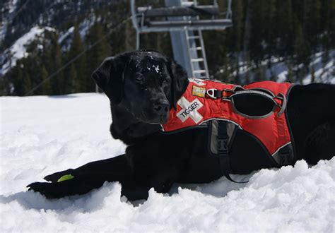 Taos Avalanche Dogs