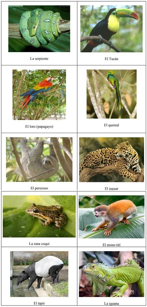 Selva Tipos Fauna Flora Y Sus Características Ovacen