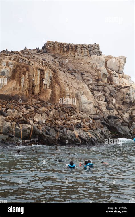 Tourists Snorkelling With Sea Lions At The Palomino Islands Off The