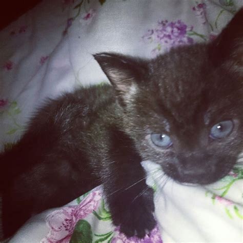 Beautiful Grey And Black With Blue Eyes Kitten London