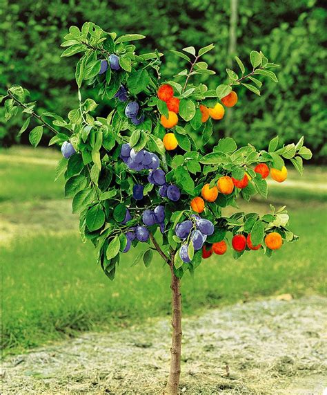 Three grafts on one tree. Les 90 meilleures images du tableau Bonsai fruits sur ...