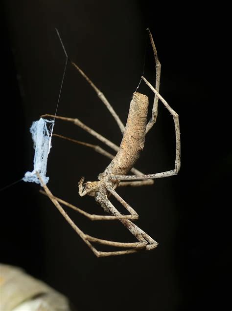 Deinopidae Net Casting Spiders Ausemade