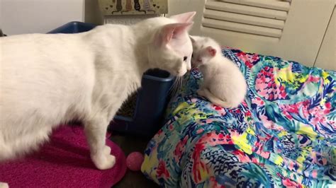 Mama Cat Calls Her Babies To Dinner And Purrs To Them Youtube