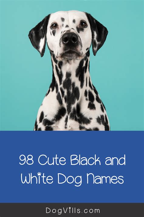 Looking For Some Amazing Black And White Dog Names For Your New Pup We